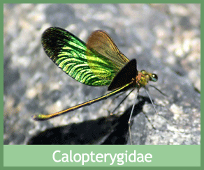 Calopterygidae