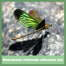 Neurobasis chinensis chinensis (male)