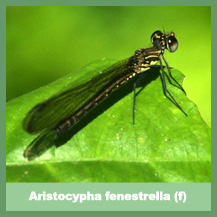 Aristocypha fenestrella (female)