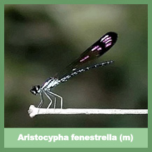 Aristocypha fenestrella (male)