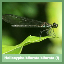 Heliocypha biforata biforata (female)