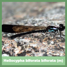 Heliocypha biforata biforata (male)