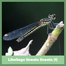 Libellago lineata lineata (female)