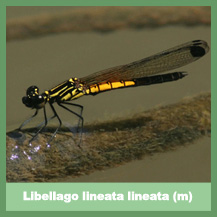 Libellago lineata lineata (male)