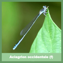 Aciagrion occidentale (female)