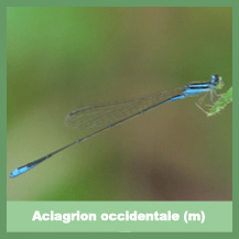 Aciagrion occidentale (male)