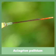 Aciagrion pallidum