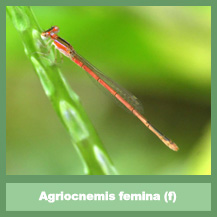 Agriocnemis femina (female)