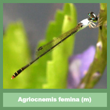 Agriocnemis femina (male)