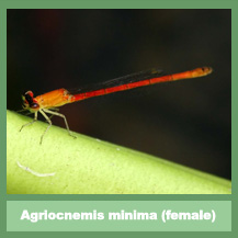 Agriocnemis minima (female)