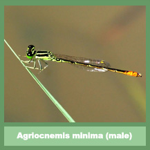 Agriocnemis minima (male)