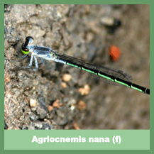 Agriocnemis nana (female)