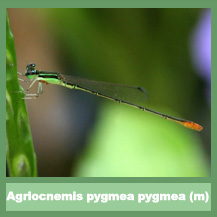 Agriocnemis pygmea (male)