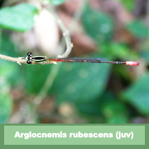 Argiocnemis rubescens rubeola (juvenile)