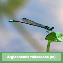 Argiocnemis rubescens rubeola (male)