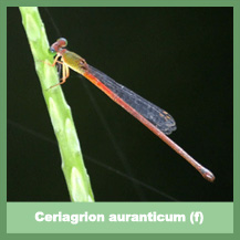 Ceriagrion auranticum (female)
