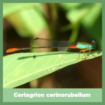 Ceriagrion cerinorubellum