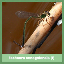 Ischnura senegalensis (female)