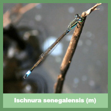 Ischnura senegalensis (male)