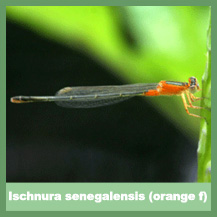 Ischnura senegalensis (orange female)