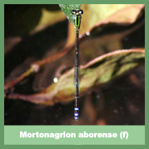Mortonagrion aborense (female)