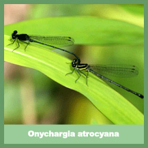 Onychargia atrocyana