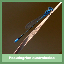 Pseudagrion australasiae
