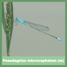Pseudagrion microcephalum (male)