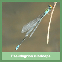 Pseudagrion rubriceps