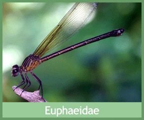 Euphaeidae
