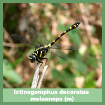 Ictinogomphus decoratus melaenops (male)