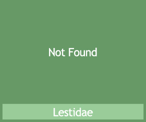 Lestidae
