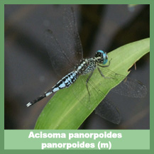 Acisoma panorpoides panorpoides (male)
