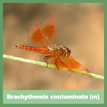 Brachythemis contaminata (male)