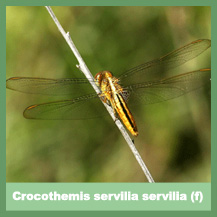 Crocothemis servilia servilia (female)