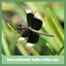 Neurothemis tullia tullia (male)