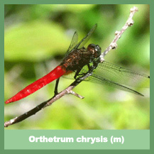 Orthetrum chrysis (male)