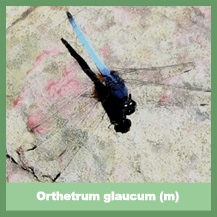 Orthetrum glaucum (male)