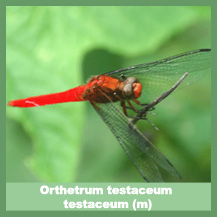 Orthetrum testaceum testaceum (male)