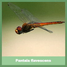 Pantala flavescens