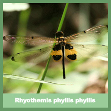 Rhyothemis phyllis phyllis