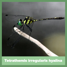 Tetrathemis irregularis hyalina