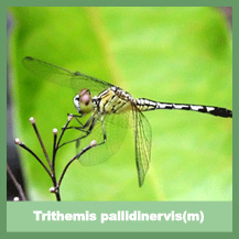 Trithemis pallidinervis(male)