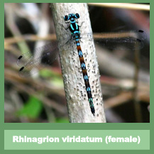 Rhinagrion viridatum (female)