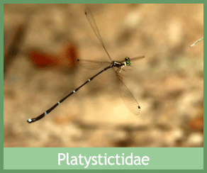 Platystictidae